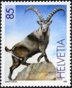 Alpine Ibex (Capra ibex)