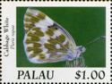 Cabbage White (Pieris rapae)