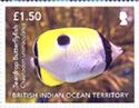 Teardrop butterflyfish