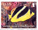 Indian butterflyfish