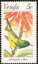 Collared Sunbird (Hedydipna collaris)