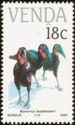 Southern Ground-hornbill (Bucorvus leadbeateri)