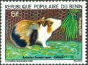 Domestic Guinea Pig (Cavia porcellus)