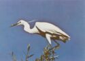 Küçük Beyaz Balıkçıl - Little Egret