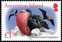 Ascension Island Frigatebird (Fregata aquila)