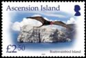 Boatswainbird Island, Ascension Frigatebird (Fregata aquila)