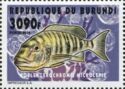 Boulengerochromis microlepis