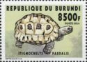 Leopard Tortoise (Stigmochelys pardalis)