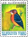African Pygmy Kingfisher (Ispidina picta)