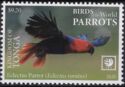 Eclectus Parrot (Eclectus roratus)
