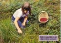 Picking Lingonberries