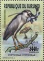 Black-crowned Night-Heron (Nycticorax nycticorax)