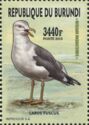 Lesser Black-backed Gull (Larus fuscus)