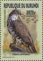 European Honey-buzzard (Pernis apivorus)