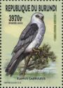 Black-winged Kite (Elanus caeruleus)