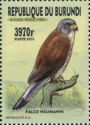 Lesser Kestrel (Falco naumanni)