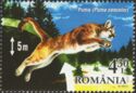 Puma (Puma concolor)
