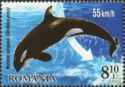 Killer Whale (Orcinus orca)
