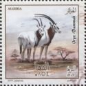 Scimitar-Horned Oryx (Oryx dammah)