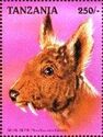 Siberian Musk Deer (Moschus moschiferus)