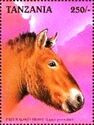Przewalski's Horse (Equus przewalskii)
