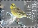 Yellowhammer (Emberiza citrinella)