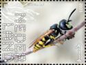 Beewolf (Philanthus triangulum)