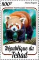 Himalayan Red Panda (Ailurus fulgens)