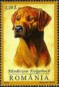 Rhodesian Ridgeback (Canis lupus familiaris)