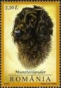 Munsterlander (Canis lupus familiaris)