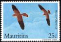 Mauritius Kestrel (Falco punctatus)