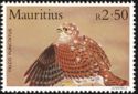Mauritius Kestrel (Falco punctatus)