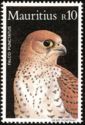 Mauritius Kestrel (Falco punctatus)