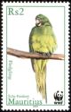 Mauritius Echo Parakeet (Psittacula echo)