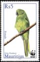 Mauritius Echo Parakeet (Psittacula echo)