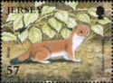 Stoat (Mustela erminea)