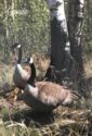 Canada Goose (Branta canadensis)