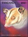 Brown-eared Woolly Opossum (Caluromys lanatus)