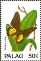 Criton Birdwing (Troides criton)