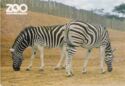 Toronto. Toronto Zoo - Zebra