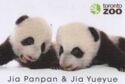 Giant Panda (Ailuropoda melanoleuca) - TorontoZoo