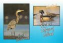 Prince Edward Island Province. Great Blue Heron and Wood Duck