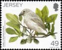 Mangrove Finch (Geospiza heliobates)