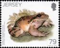 Mountain Chicken (Leptodactylus fallax)