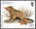 Hispaniolan Solenodon (Solenodon paradoxus)