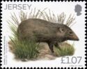 Pygmy Hog (Sus salvania)