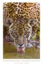 Jaguar (Panthera onca)