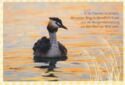Great Crested Grebe (Podiceps cristatus) - Oscar Wilde quote