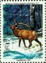 American Elk (Cervus canadensis)