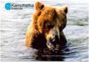 Brown Bear (Ursus arctos) - Kamchatka